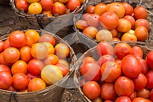 Baskets full of  tomatoes at vegetable market India