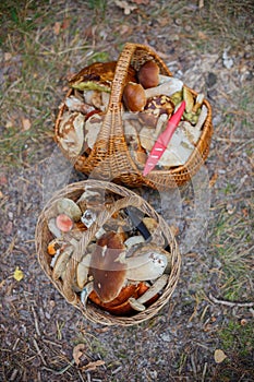 Baskets full of various kinds of mushrooms in a forest