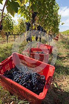 Baskets of grapes Sangiovese