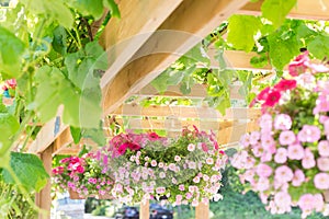 Baskets in a hanging flower garden on a sunny day.