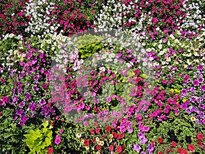 Baskets of hanging petunia flowers on balcony. Petunia flower in ornamental plant. Violet balcony flowers in pots