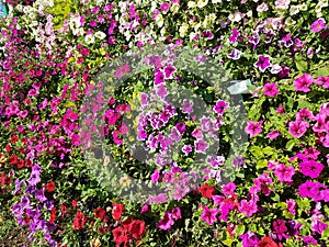 Baskets of hanging petunia flowers on balcony. Petunia flower in ornamental plant. Violet balcony flowers in pots. Background from