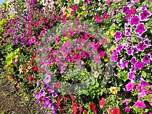 Baskets of hanging petunia flowers on balcony. Petunia flower in ornamental plant. Violet balcony flowers in pots. Background from