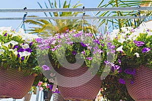 Baskets of hanging petunia flowers. Variety of plants and flowers for sale at a garden nursery