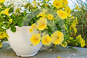 Baskets of petunia flowers close-up. Variety of plants and flowers for sale at a garden nursery