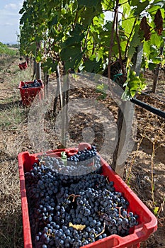 Baskets red of grapes Sangiovese