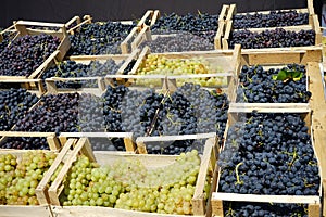 Baskets of Ripe bunches of black grapes outdoors