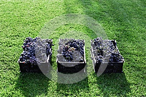 Baskets of Ripe bunches of black grapes outdoors. Autumn grapes harvest in vineyard on grass ready to delivery for wine making.