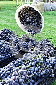 Baskets of Ripe bunches of black grapes outdoors. Autumn grapes harvest in vineyard on grass ready to delivery for wine making.