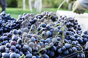 Baskets of Ripe bunches of black grapes outdoors. Autumn grapes harvest in vineyard on grass ready to delivery for wine making.