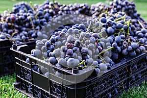 Baskets of Ripe bunches of black grapes outdoors. Autumn grapes harvest in vineyard on grass ready to delivery for wine making.