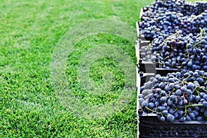 Baskets of Ripe bunches of black grapes outdoors. Autumn grapes harvest in vineyard on grass ready to delivery for wine making.