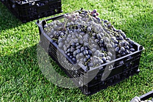 Baskets of Ripe bunches of black grapes outdoors. Autumn grapes harvest in vineyard on grass ready to delivery for wine making.