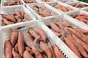 Baskets of sweet potatoes in the fields