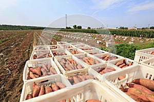 Baskets of sweet potatoes in the fields