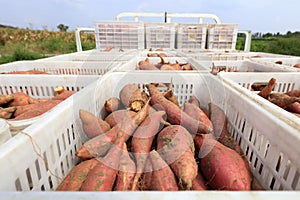 Baskets of sweet potatoes in the fields