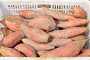 Baskets of sweet potatoes in the fields