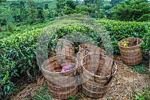 Baskets for tea leaves