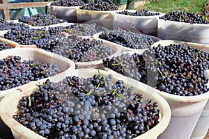 Baskets of wine grapes