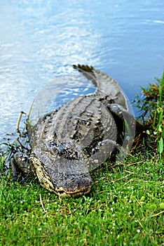 Basking American Alligator