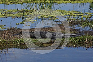 Basking American Alligator, Alligator mississippiensis