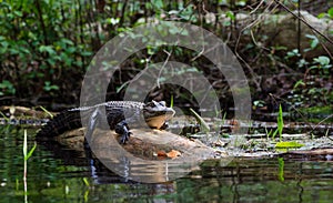 Basking American Alligator on log, Okefenokee Swamp National Wildlife Refuge