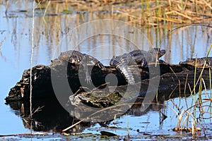 Basking American Alligators