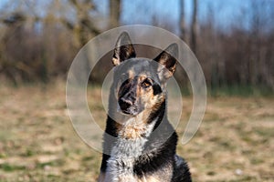 Basking in Bliss: Dog\'s Serene Sunbathing Session