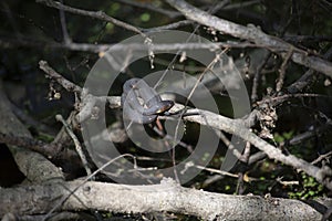 Basking Broad-Banded Water Snake Ready to Moult