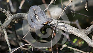 Basking Broad-Banded Water Snake Ready to Moult photo