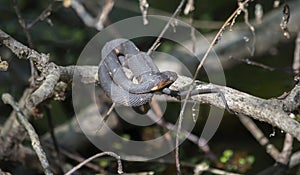 Basking Broad-Banded Water Snake Ready to Moult photo