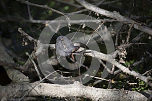 Basking Broad-Banded Water Snake Ready to Moult photo
