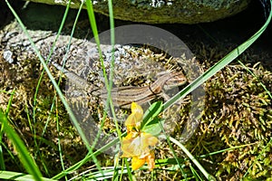 Basking common lizard.