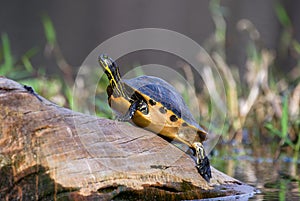 Basking Cooter Turtle on log, Okefenokee Swamp National Wildlife Refuge