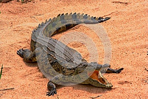 Basking Crocodile photo