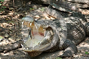 Basking crocodile