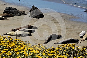 Basking Elephant Seals, Pacific Coast, near San Simeon, California, USA, California, USA