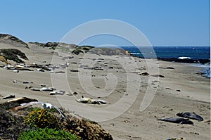 Basking Elephant Seals, Pacific Coast, near San Simeon, California, USA, California, USA