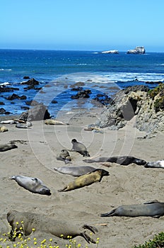 Basking Elephant Seals, Pacific Coast, near San Simeon, California, USA, California, USA