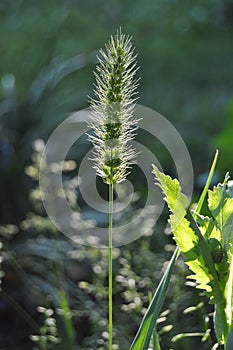 basking in the evening light