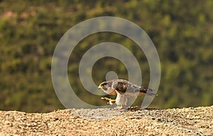 Basking falcon rests on the rock