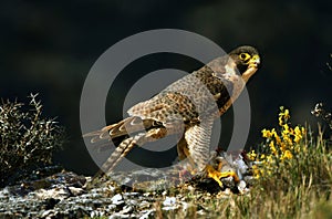 Basking falcon rests on the rock with a prey