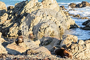 Basking fur seals in New Zealand coast