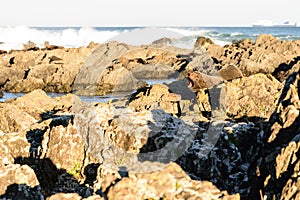 Basking fur seals in New Zealand coast