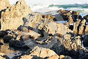 Basking fur seals in New Zealand coast