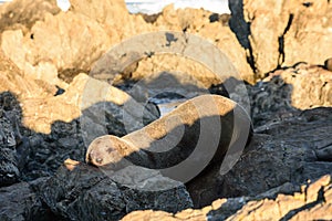 Basking fur seals in New Zealand coast