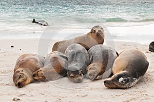 Basking Galapagos Sea Lions sleeping on a beach