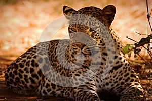 Basking leopard