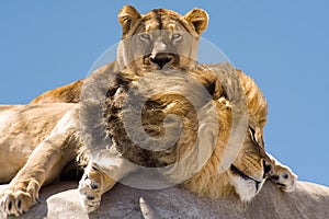 Basking Lions photo