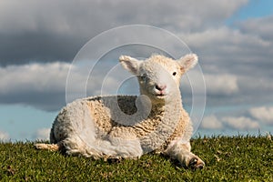 Basking little lamb